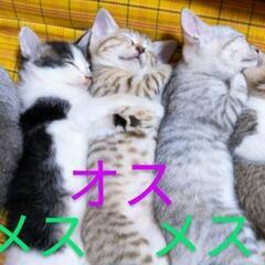 🐈️里親募集中💗全匹決まりました😌