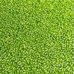 ミジンコウキクサをくれる方いらっしゃいましたらお願いいたします(...