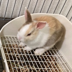 うさぎを引き取ってくださる方