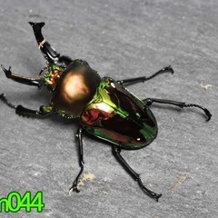 ニジイロクワガタ単品_長歯_オス1　体長56.5mm No.23...