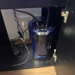 【引き続き募集中】水槽セット　生体付きの画像
