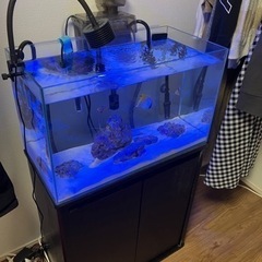 【引き続き募集中】水槽セット　生体付きの画像