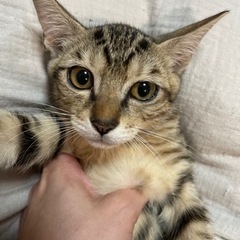 おっとり系抱っこがかわいい人懐っこい男の子♪