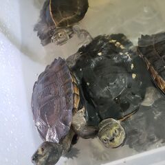オオヤマガメ　ボルネオ産　大特価　交換OK（魚、鳥、爬虫類） - ペット