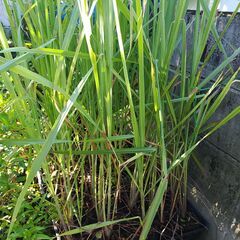 植物【ハーブ：レモングラス苗】の画像