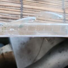 みゆきめだか鉄仮面からとれました。