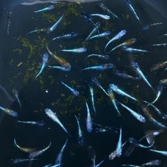 花魁　メダカ若魚　5匹　選外個体 めだか　メダカ【秋めだか】