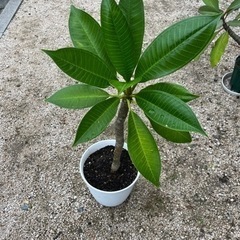 プルメリア　