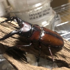 トカラノコギリクワガタ悪石島産幼虫