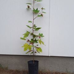 綿の木　綿の花