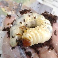 【5匹】山北産ミヤマクワガタ幼虫