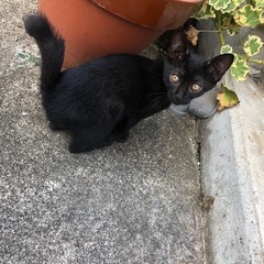 子猫里親募集