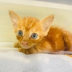 生後3-4週の赤ちゃん猫