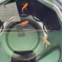 めだか（もりたんめだか）の画像
