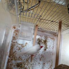 白文鳥［オス］