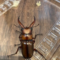 トカラノコギリクワガタ（中之島産）オス2匹の画像