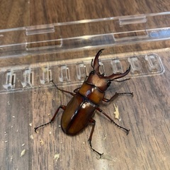 トカラノコギリクワガタ（中之島産）オス2匹の画像