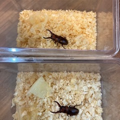 トカラノコギリクワガタ（中之島産）オス2匹の画像