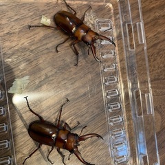 トカラノコギリクワガタ（中之島産）オス2匹の画像