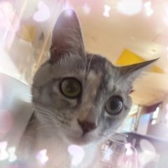 1歳くらい　とっても可愛い女の子の猫ちゃんです🐱グレー　避妊手術済み