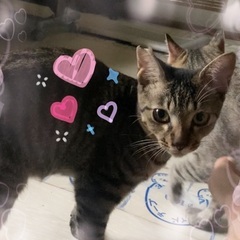 去勢手術済み　生後10ヶ月〜1年くらい　可愛い男の子です🐱茶色キ...