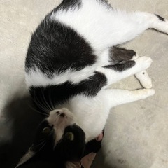里親募集してます - 猫