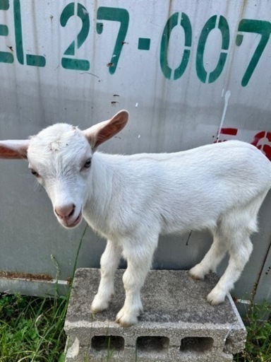 ヤギの赤ちゃん　2023.7.6誕生日