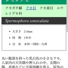 シモングモ（生体）