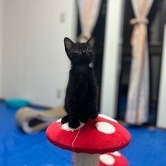 生後1ヶ月半、白い毛の模様が入ってる黒猫の女の子です🐈‍⬛