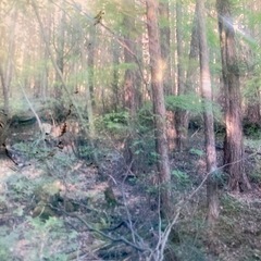 キャンプに使える土地・山林・秘境地(長野県木曽郡)