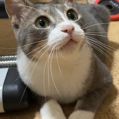 寂しがりやのグレーキジ猫ちゃんの里親さん募集！