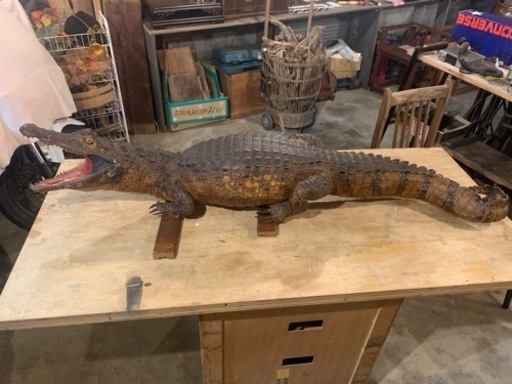ワニの剥製