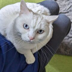 短足マンチカン白猫