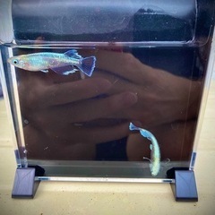 【10/2更新】スペース確保の為セール　基本的に1匹50円〜100円になります!!の画像