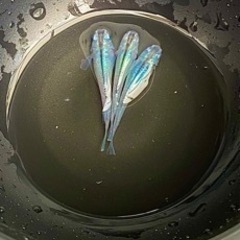 【10/2更新】スペース確保の為セール　基本的に1匹50円〜100円になります!!の画像