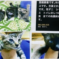生後2-3ヶ月　仔猫の里親募集中