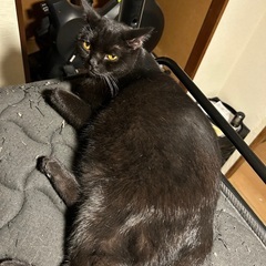 マンチカン（長足）のおっとりさん