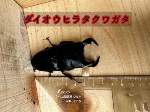 ダイオウペア パラワンメス