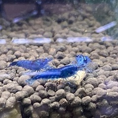 幻夢ブルー　1匹　150円　熱帯魚　シュリンプ