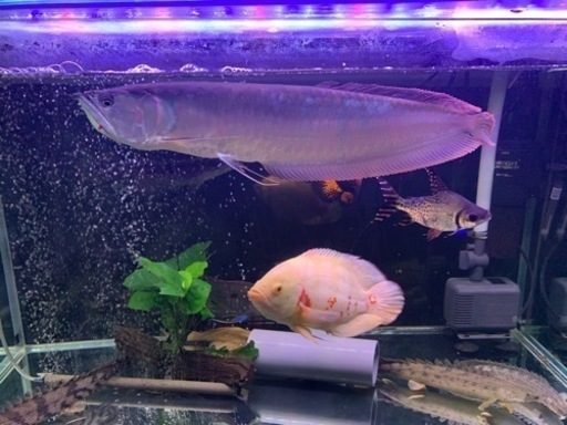 シルバーアロワナ