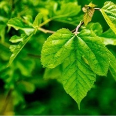桑の木,桑の葉を探しています🌿