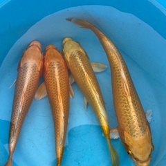 売れてます！錦鯉　黄金15cm 前後　1匹の画像