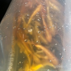 売れてます！錦鯉　黄金15cm 前後　1匹