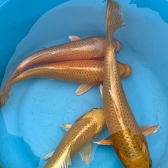 売れてます！錦鯉　黄金15cm 前後　1匹の画像