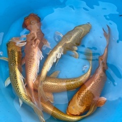 売れてます！錦鯉　黄金15cm 前後　1匹の画像