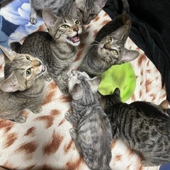 生後3ヶ月前後　キジサバトラ　里親募集