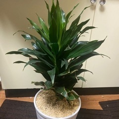 植物　ドラセナ