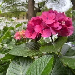 写活友達になりたいです❕ - 彦根市