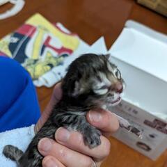 生後間もない子猫の里親急募！