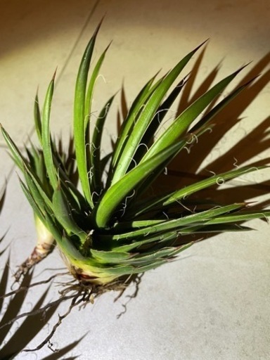 【アガベ】滝の白糸錦 10株セット